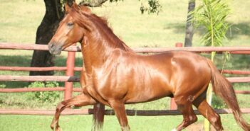 Tijucas recebe exposição de cavalos Mangalarga