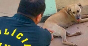 Estuprador de animais é preso em Itapema