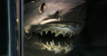 Piçarras tem programação especial na Semana Internacional dos Museus