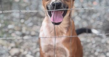 FAACI promove palestra sobre o manejo de animais abandonados ou em situação de risco