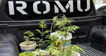 Guarda Municipal apreende plantação de maconha em residência no Sertão do Trombudo