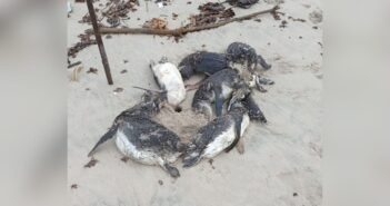 Mais de 80 pinguins são encontrados mortos em praia de São Francisco do Sul